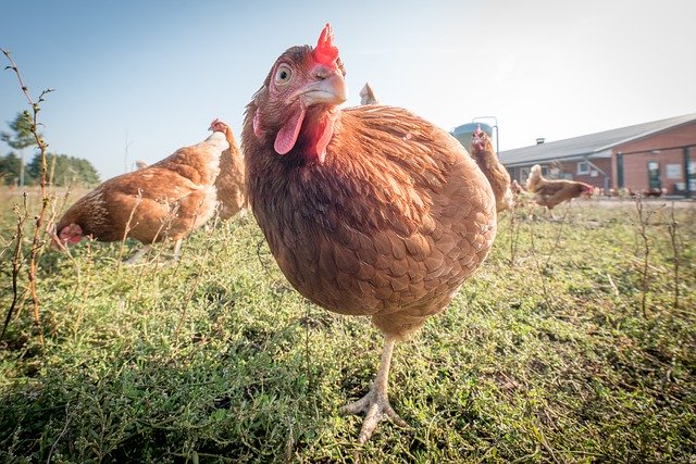 Free download Laying Hens Hen Poultry -  free photo or picture to be edited with GIMP online image editor