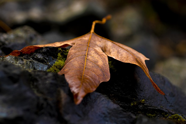 Free download leaf autumn fall nature rocks free picture to be edited with GIMP free online image editor