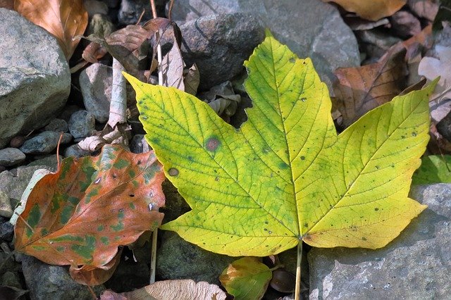 Free download Leaf Autumn Maple Fall -  free photo or picture to be edited with GIMP online image editor