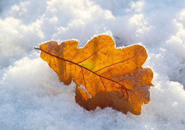 Free download leaf autumn snow winter season free picture to be edited with GIMP free online image editor