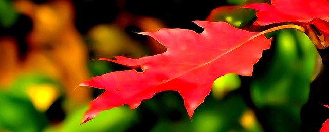 Free download Leaf Autumn Watercolor -  free illustration to be edited with GIMP free online image editor