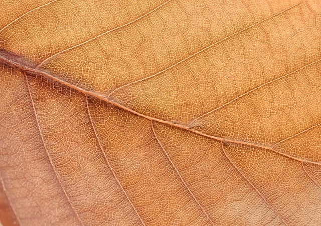 Free download leaf beech leaf structure macro free picture to be edited with GIMP free online image editor