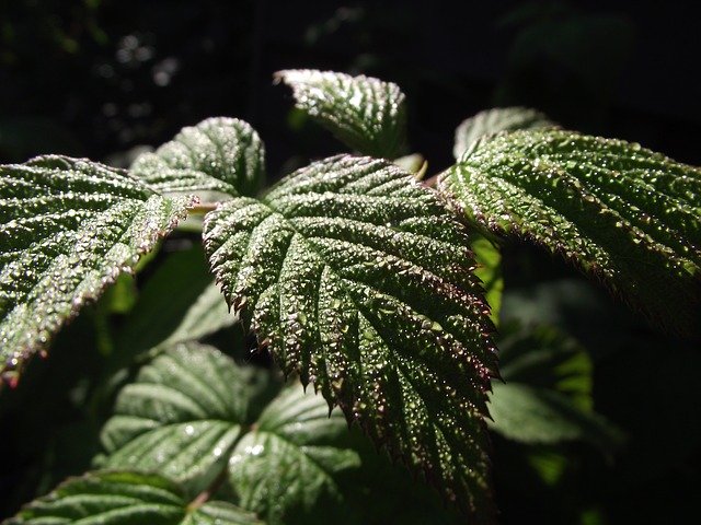 Free download Leaf Blackberry Leaves Nature -  free photo or picture to be edited with GIMP online image editor