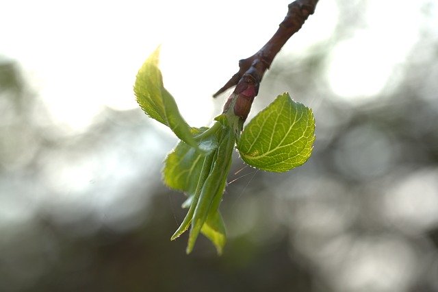 Free download Leaf Bud Spring -  free photo or picture to be edited with GIMP online image editor