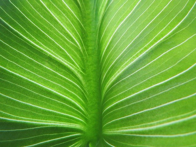 Free download Leaf Calla Green Petiole -  free photo or picture to be edited with GIMP online image editor