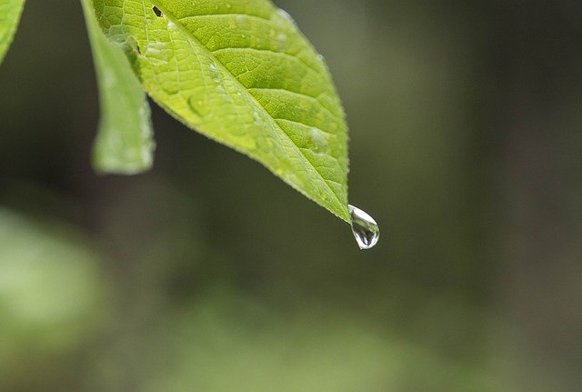 Free download Leaf Drip Water -  free photo or picture to be edited with GIMP online image editor