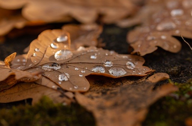 Free download Leaf Droplets Autumn -  free photo or picture to be edited with GIMP online image editor