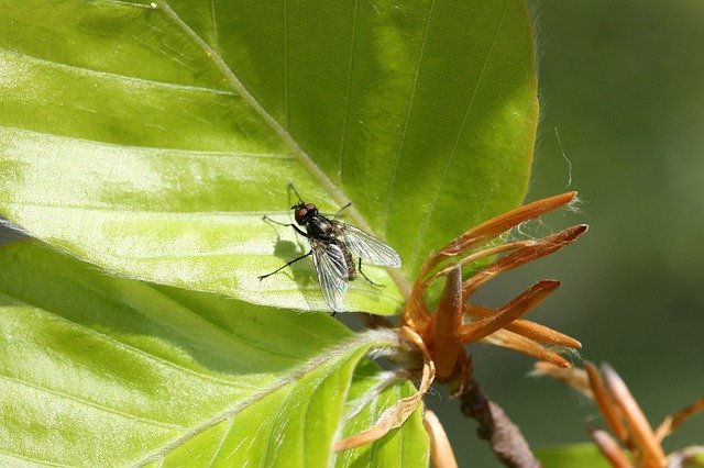 Free download Leaf Fly Insect -  free photo or picture to be edited with GIMP online image editor