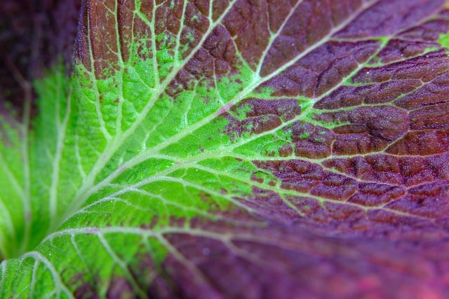 Free download leaf foliage coleus plant nature free picture to be edited with GIMP free online image editor