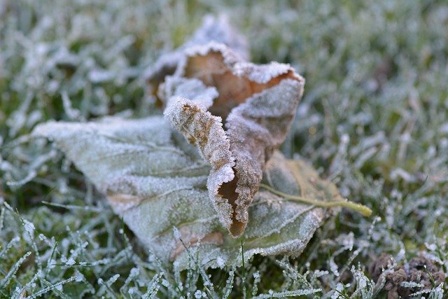 Free download Leaf Frozen Cold -  free photo or picture to be edited with GIMP online image editor