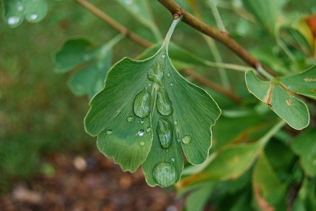 Free download Leaf Green Ginkgo -  free photo or picture to be edited with GIMP online image editor