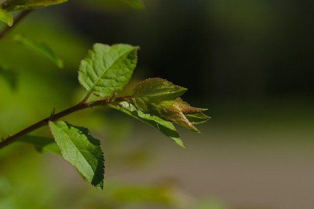 Free download Leaf Green Spring -  free photo or picture to be edited with GIMP online image editor