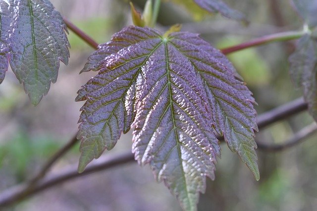 Free download Leaf Green Summer -  free photo or picture to be edited with GIMP online image editor