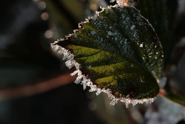 Free download leaf ice crystals winter ice edge free picture to be edited with GIMP free online image editor