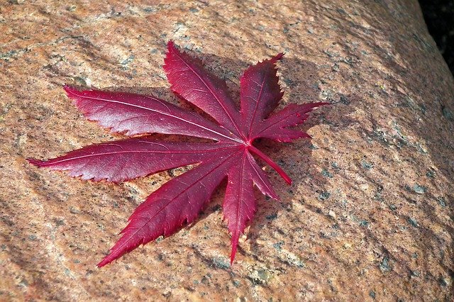 Free download Leaf Japanese Maple Stone -  free photo or picture to be edited with GIMP online image editor