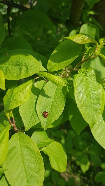 Free download Leaf Ladybug Insect -  free photo or picture to be edited with GIMP online image editor