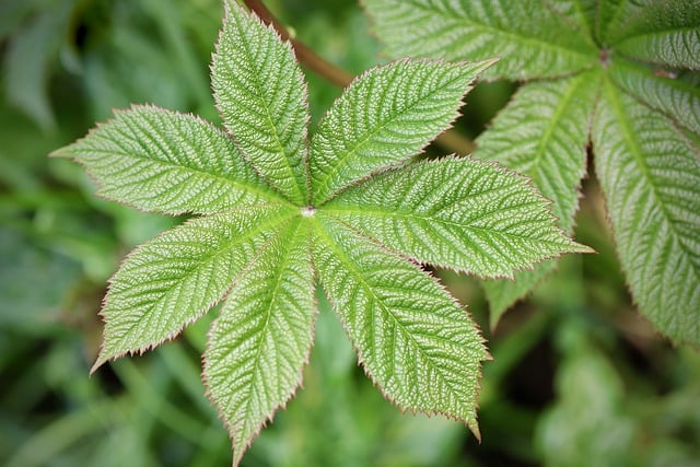 Free download leaf leaf veins green leaf free picture to be edited with GIMP free online image editor