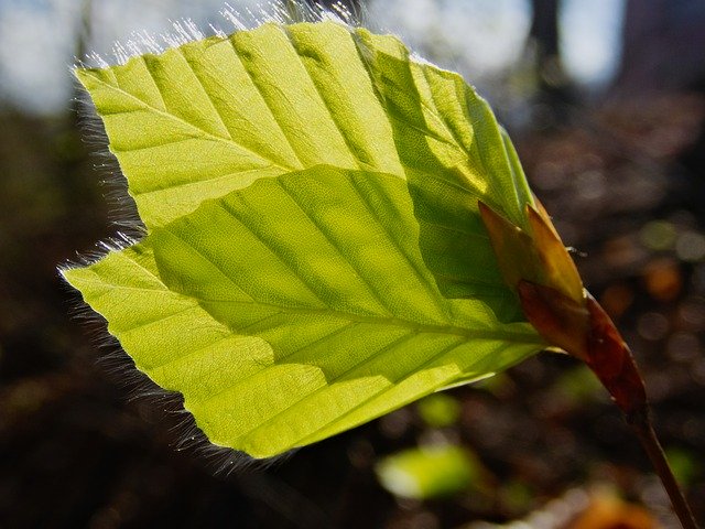 Free download Leaf Leaves Beech -  free photo or picture to be edited with GIMP online image editor