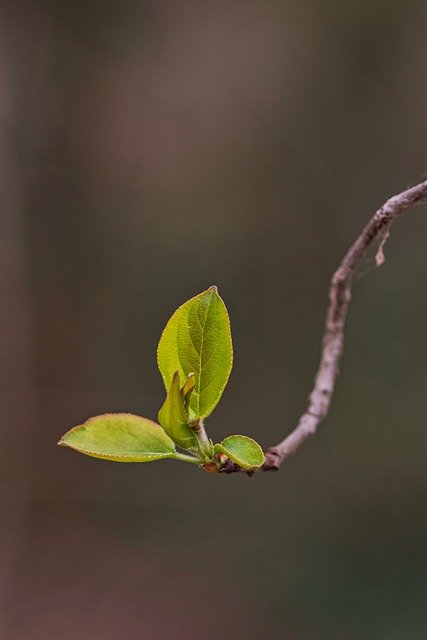 Free download leaflets leaves plant tree shrub free picture to be edited with GIMP free online image editor