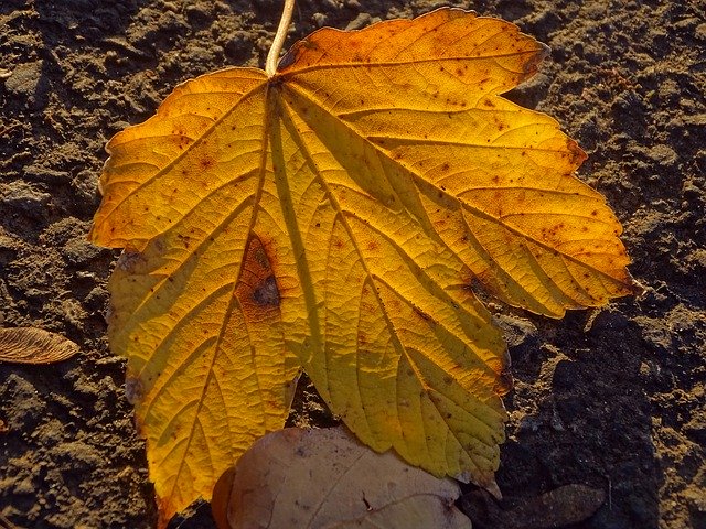 Free download Leaf Light Fall -  free photo or picture to be edited with GIMP online image editor