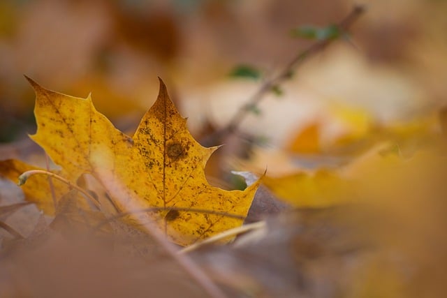 Free download leaf maple leaf fall autumn leaves free picture to be edited with GIMP free online image editor