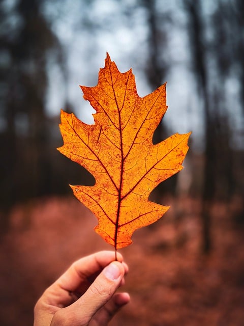 Free download leaf maple leaf fall forest nature free picture to be edited with GIMP free online image editor