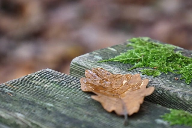 Free download leaf moss wood plank fallen leaf free picture to be edited with GIMP free online image editor