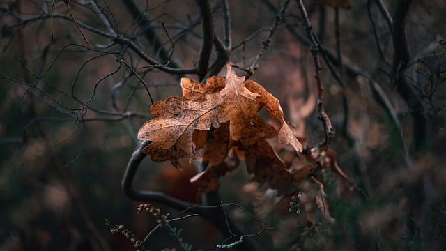 Free download leaf nature autumn fall macro free picture to be edited with GIMP free online image editor