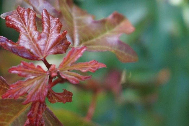 Free download Leaf Nature Close Up -  free photo or picture to be edited with GIMP online image editor