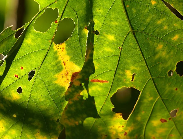 Free download leaf nature green leaf foliage free picture to be edited with GIMP free online image editor