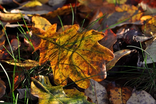 Free download leaf oak fallen leaves light sun free picture to be edited with GIMP free online image editor