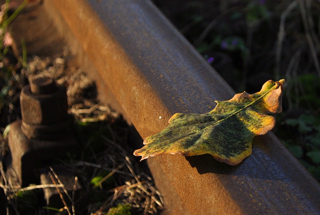 Free download leaf oak rail track railroad free picture to be edited with GIMP free online image editor