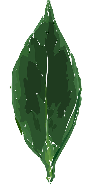 Free download Leaf Plant Foliage - Free vector graphic on Pixabay free illustration to be edited with GIMP free online image editor