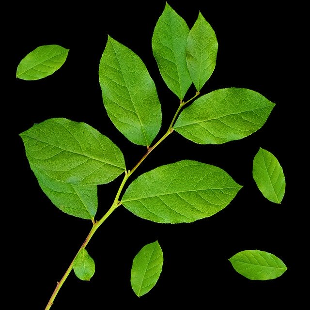 Free download Leaf Plant Green Leaves -  free illustration to be edited with GIMP free online image editor