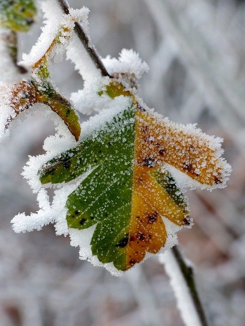 Kostenloser Download von Blättern, Pflanzen, Winter, Kälte, Frost, kostenloses Bild, das mit dem kostenlosen Online-Bildeditor GIMP bearbeitet werden kann