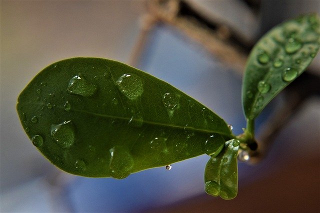 Free download Leaf Rain Drops Dew -  free photo or picture to be edited with GIMP online image editor