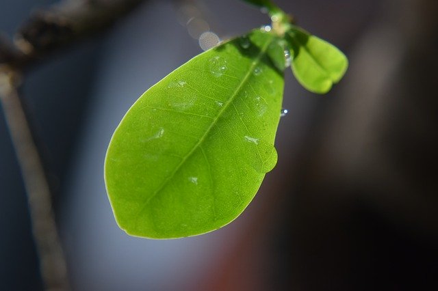 Free download Leaf Rain Drops Nature -  free photo or picture to be edited with GIMP online image editor