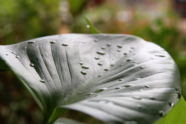 Free download leaf rain morning plant tropical free picture to be edited with GIMP free online image editor