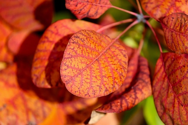 Free download leaf red veins plant tree flora free picture to be edited with GIMP free online image editor