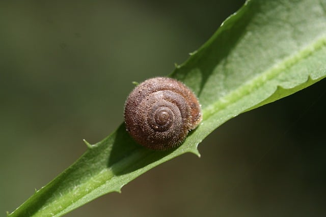 Free download leaf shell hairy snail free picture to be edited with GIMP free online image editor