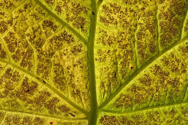 Free download Leaf Structure Texture -  free photo or picture to be edited with GIMP online image editor