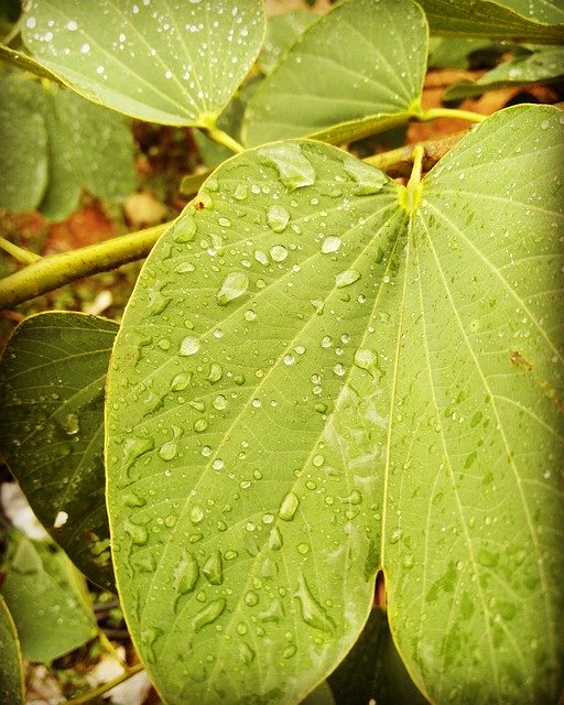 Free download Leafs Water Droplets Rains Macro -  free photo or picture to be edited with GIMP online image editor