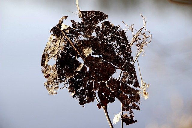 Free download Leaf Transience Old -  free photo or picture to be edited with GIMP online image editor