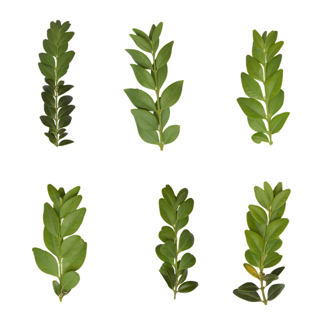 Free download Leaf Transparent Plant -  free illustration to be edited with GIMP free online image editor