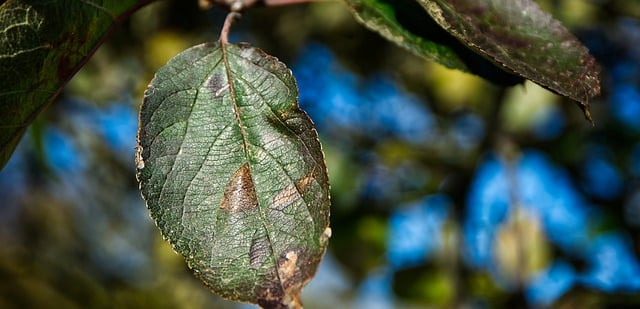 Free download leaf tree foliage leaf fall free picture to be edited with GIMP free online image editor