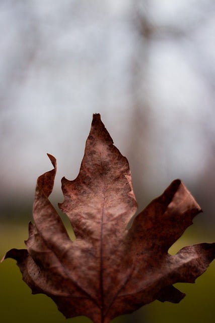 Free download leaf tree forest autumn nature free picture to be edited with GIMP free online image editor