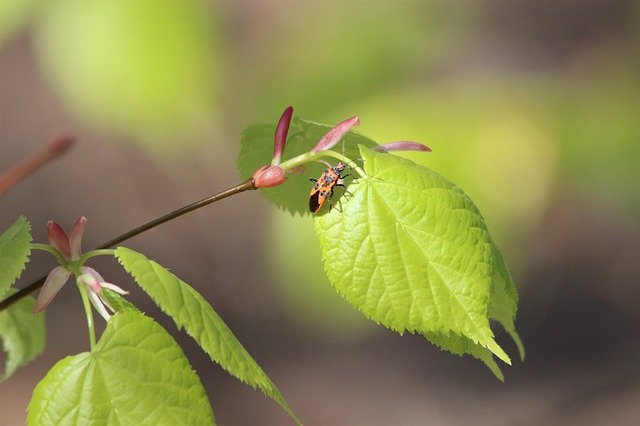 Free download Leaf Tree Spring -  free photo or picture to be edited with GIMP online image editor