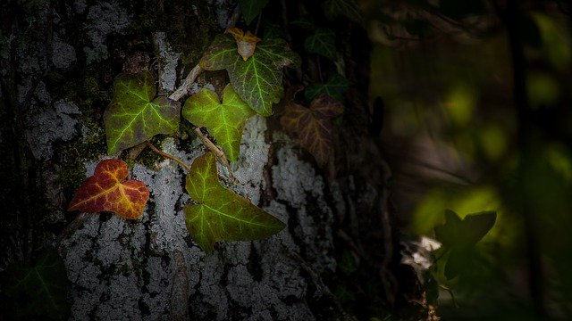 Free download Leaf Tree Trunk -  free photo or picture to be edited with GIMP online image editor