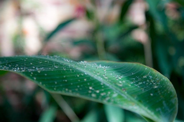 Free download Leaf Water Drip -  free photo or picture to be edited with GIMP online image editor