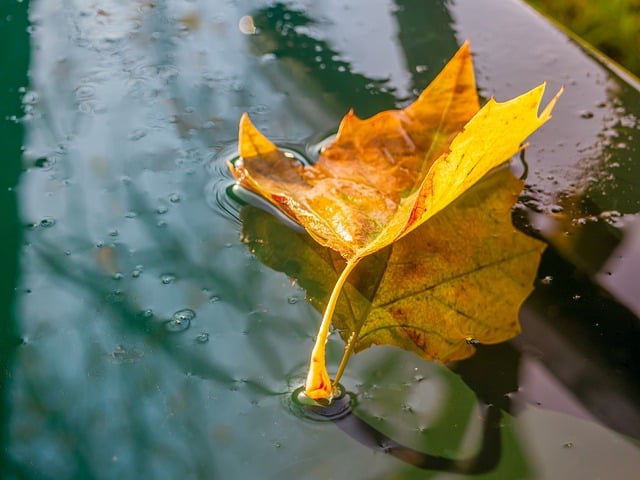 Free download leaf wet fall rain leaves free picture to be edited with GIMP free online image editor